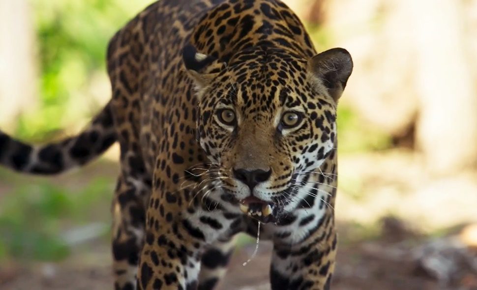 Juma vira onça e acaba com a raça de Solano