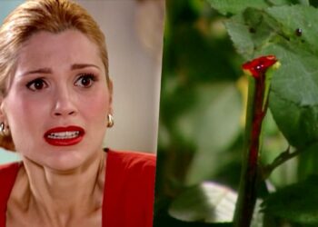 Capítulo de Alma Gêmea em 20 de setembro | Cristina se apavora ao ver rosa jorrando sangue